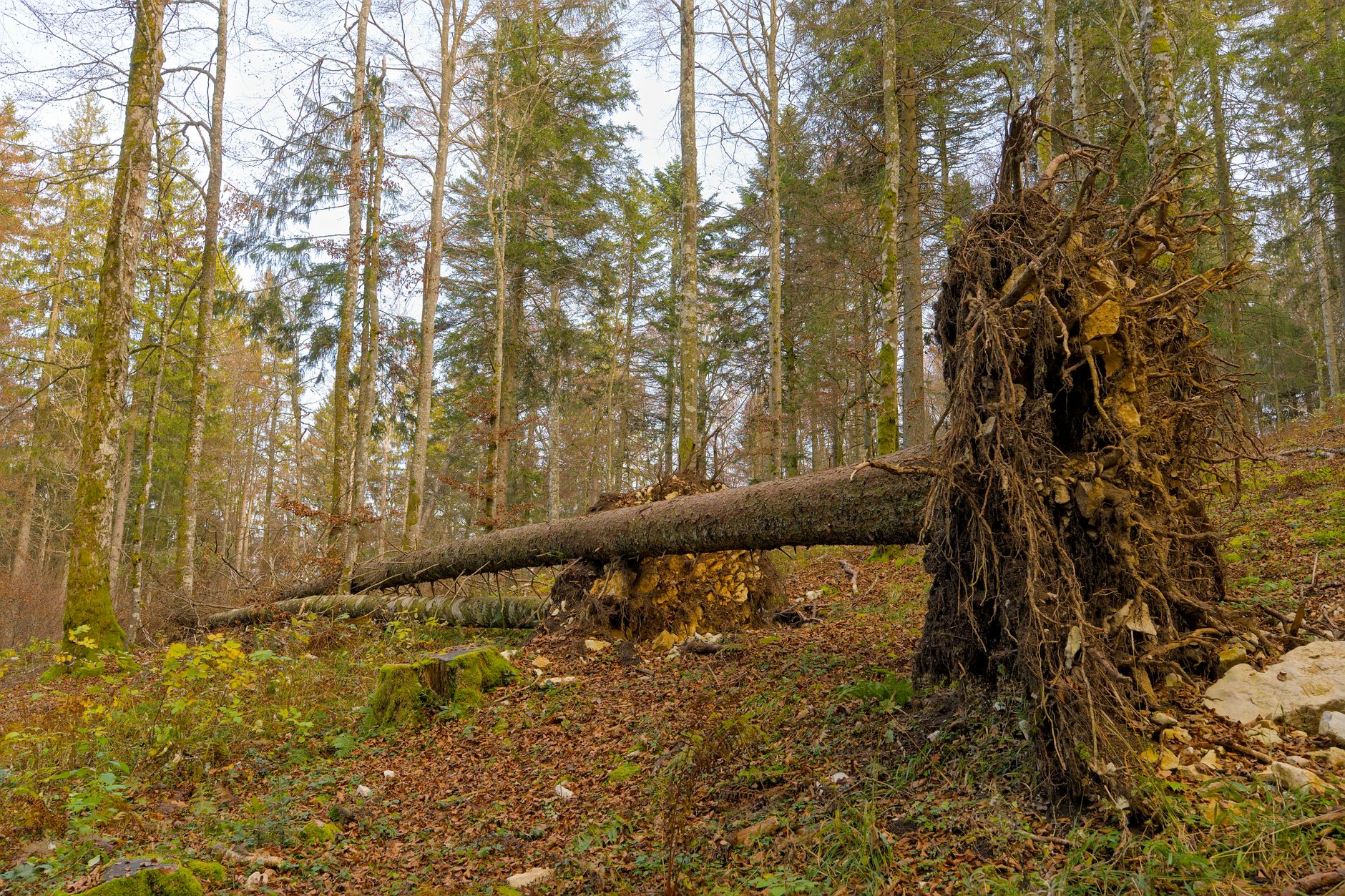 Enlèvement arbre urgence équipe à Ivry-sur-Seine